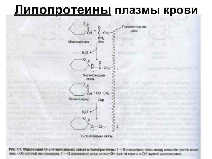 Липопротеины плазмы крови 