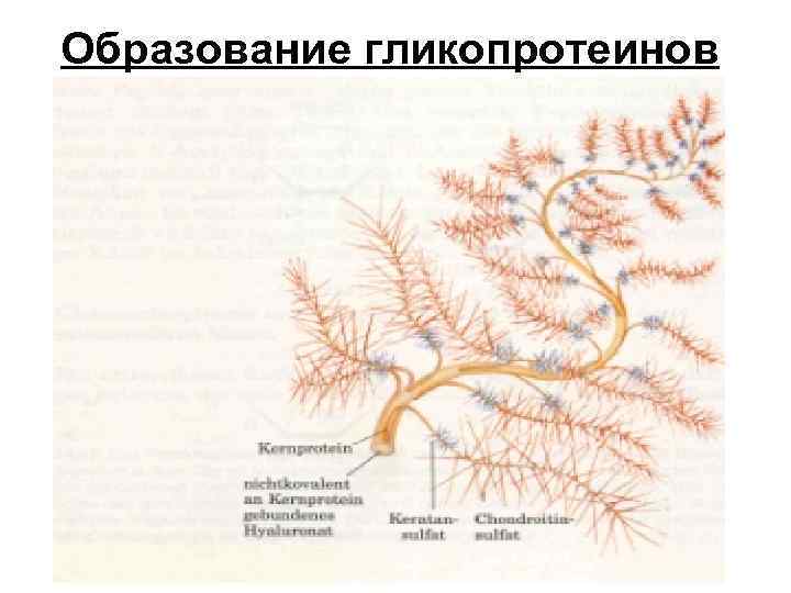 Образование гликопротеинов 