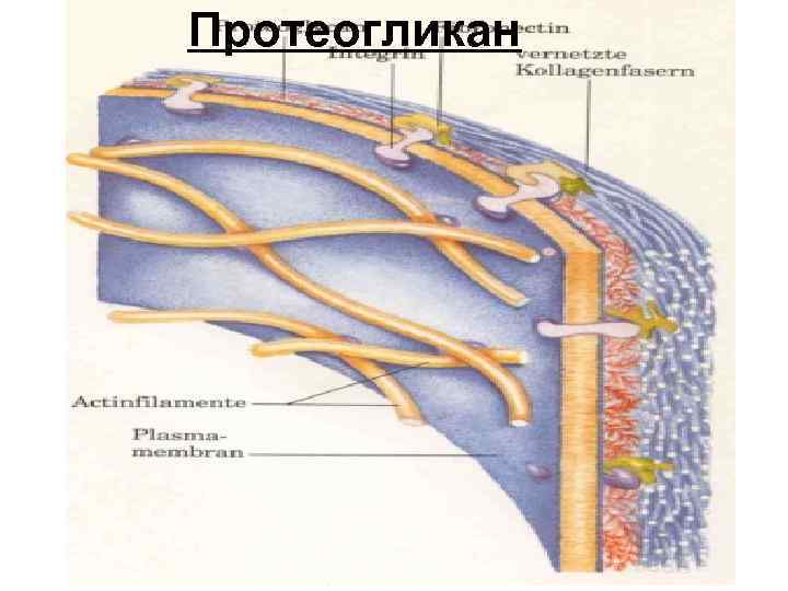 Протеогликан 