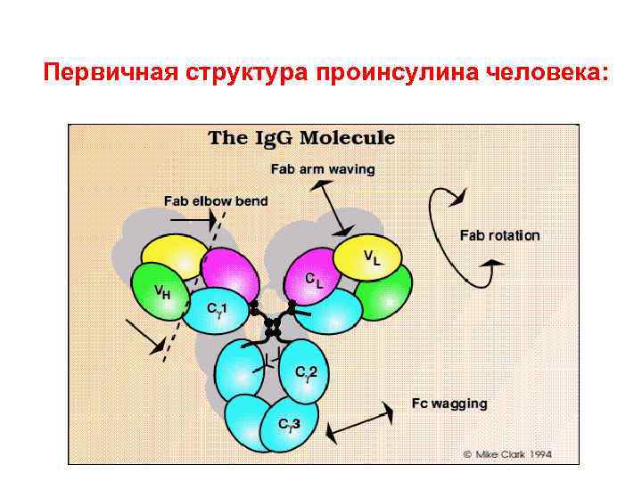 Первичная структура проинсулина человека: 