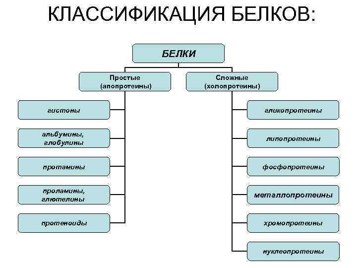 КЛАССИФИКАЦИЯ БЕЛКОВ: БЕЛКИ Простые (апопротеины) Сложные (холопротеины) гистоны гликопротеины альбумины, глобулины липопротеины протамины фосфопротеины