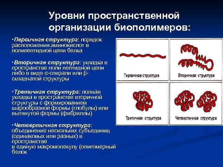 Уровень пространственной организации