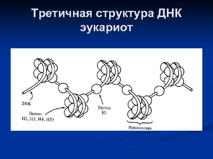 Третичная структура белка мономер