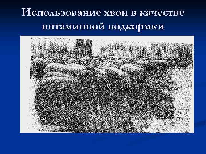 Использование хвои в качестве витаминной подкормки 