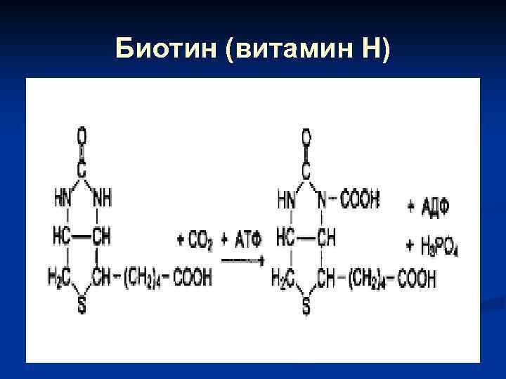 Биотин (витамин Н) 