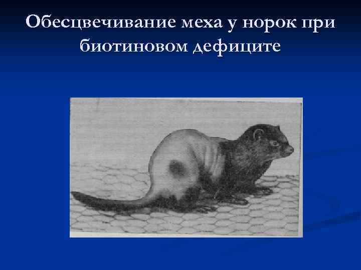 Обесцвечивание меха у норок при биотиновом дефиците 