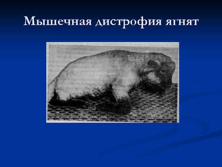 Мышечная дистрофия ягнят 