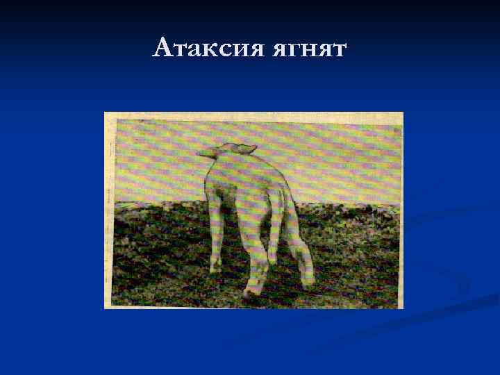 Атаксия ягнят 