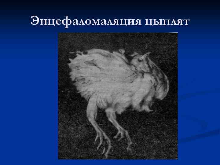 Энцефаломаляция цыплят 