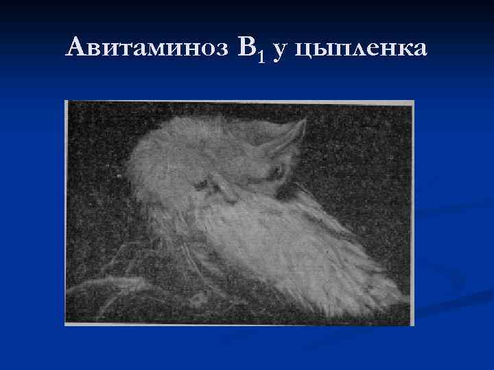 Авитаминоз В 1 у цыпленка 
