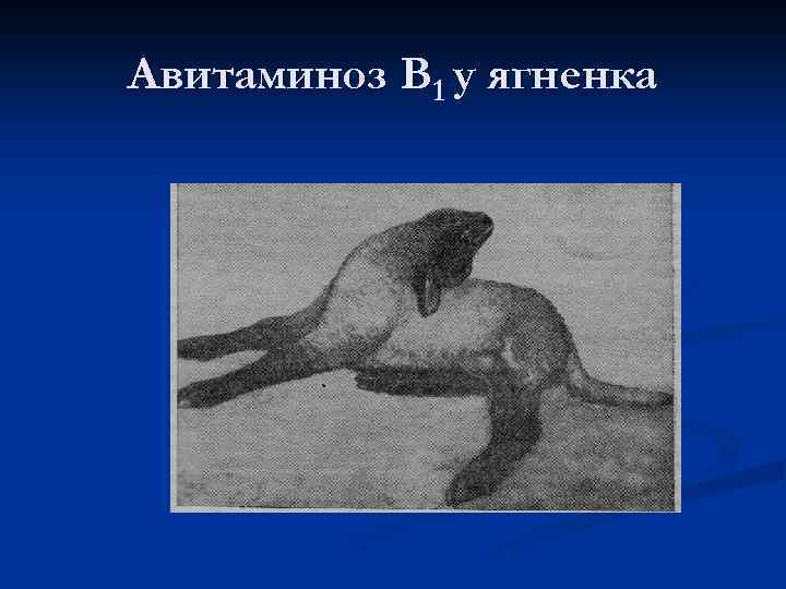 Авитаминоз В 1 у ягненка 
