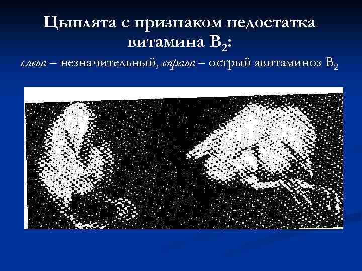Цыплята с признаком недостатка витамина В 2: слева – незначительный, справа – острый авитаминоз