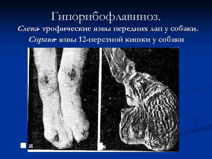 Гипорибофлавиноз. Слева- трофические язвы передних лап у собаки. Справа язвы 12 -перстной кишки у