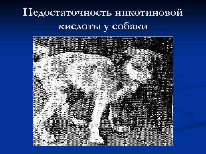 Недостаточность никотиновой кислоты у собаки 