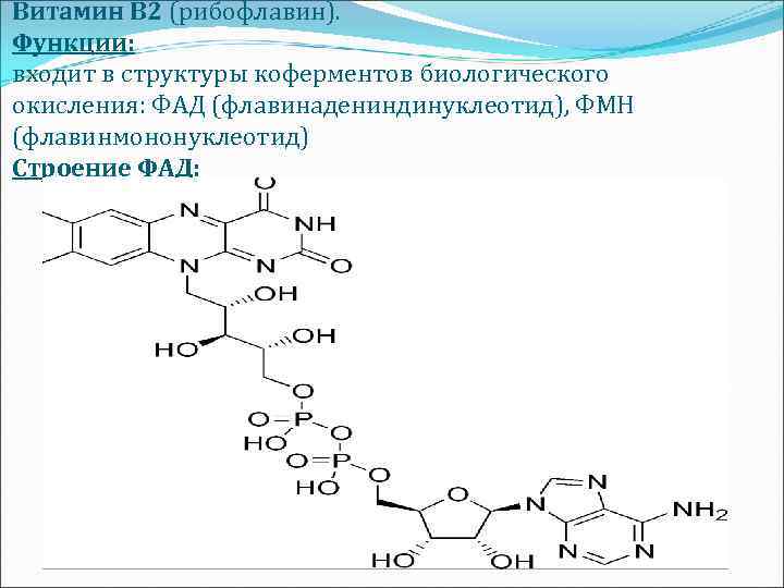 Витамин В 2 (рибофлавин). Функции: входит в структуры коферментов биологического окисления: ФАД (флавинадениндинуклеотид), ФМН