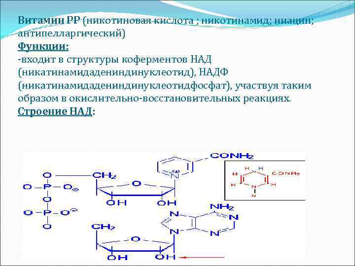 Витамин РР (никотиновая кислота ; никотинамид; ниацин; антипелларгический) Функции: -входит в структуры коферментов НАД