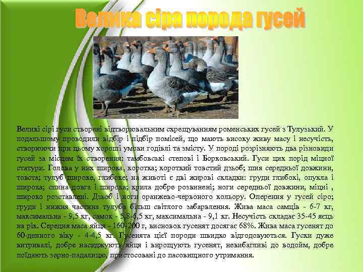 Великі сірі гуси створені відтворювальним схрещуванням роменських гусей з Тулузький. У подальшому проводили відбір