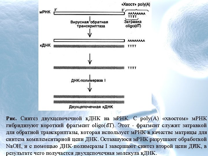 Синтезируется на днк. Двухцепочечная ДНК Синтез белков. Матрица для синтеза МРНК. Схема синтеза двухцепочечных ДНК-копий молекул РНК. Фрагмент двухцепочечной ДНК.