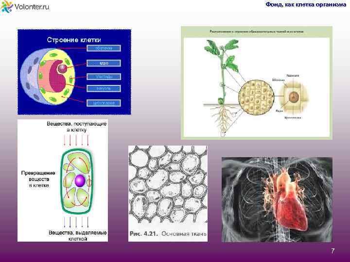 Фонд, как клетка организма 7 