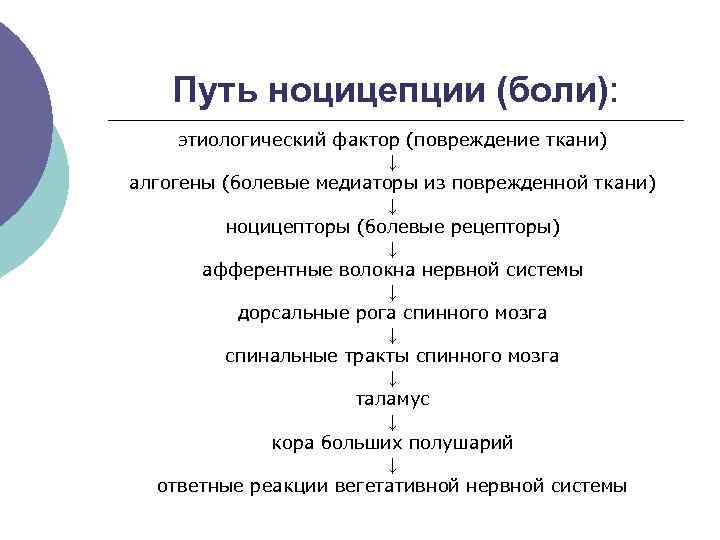 Путь ноцицепции (боли): этиологический фактор (повреждение ткани) ↓ алгогены (болевые медиаторы из поврежденной ткани)