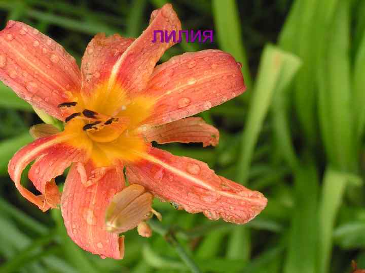 лилия 