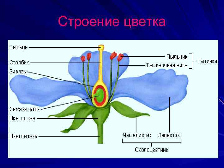 Строение цветка 