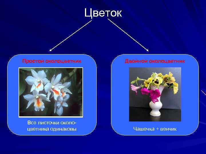 Цветок Простой околоцветник Двойной околоцветник Все листочки околоцветника одинаковы Чашечка + венчик 