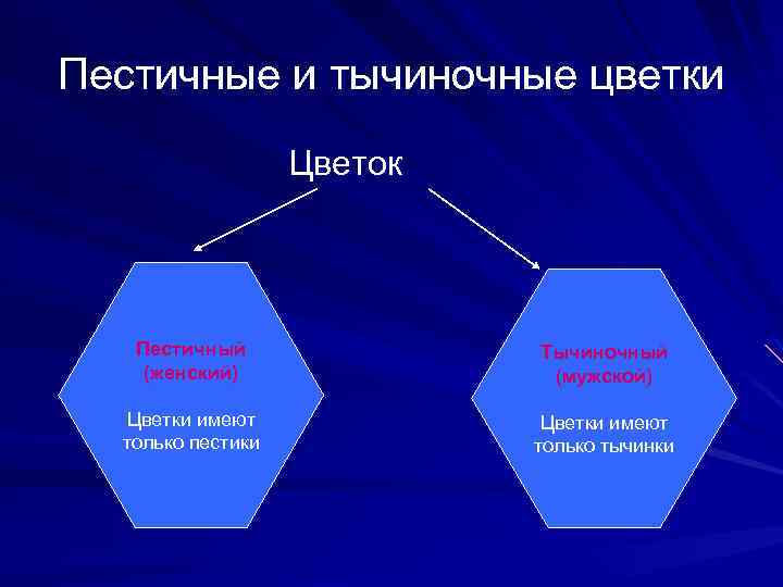 Пестичные и тычиночные цветки Цветок Пестичный (женский) Тычиночный (мужской) Цветки имеют только пестики Цветки