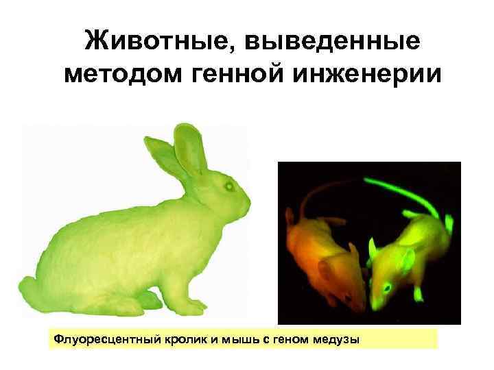 Животные, выведенные методом генной инженерии Флуоресцентный кролик и мышь с геном медузы 