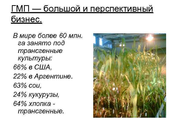 ГМП — большой и перспективный бизнес. В мире более 60 млн. га занято под