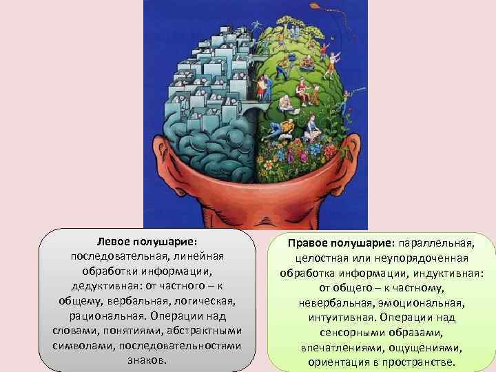 Левое полушарие: последовательная, линейная обработки информации, дедуктивная: от частного – к общему, вербальная, логическая,