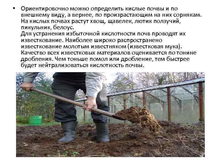  • Ориентировочно можно определить кислые почвы и по внешнему виду, а вернее, по