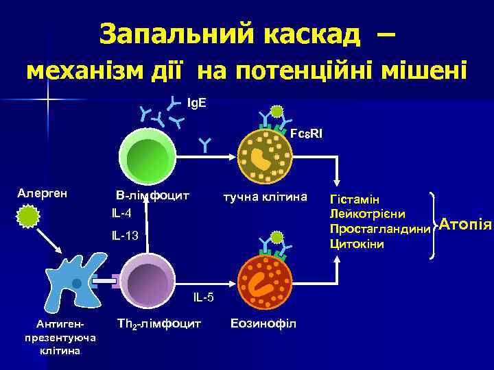 Запальний каскад – механізм дії на потенційні мішені Ig. E Fc RI Алерген B-лімфоцит