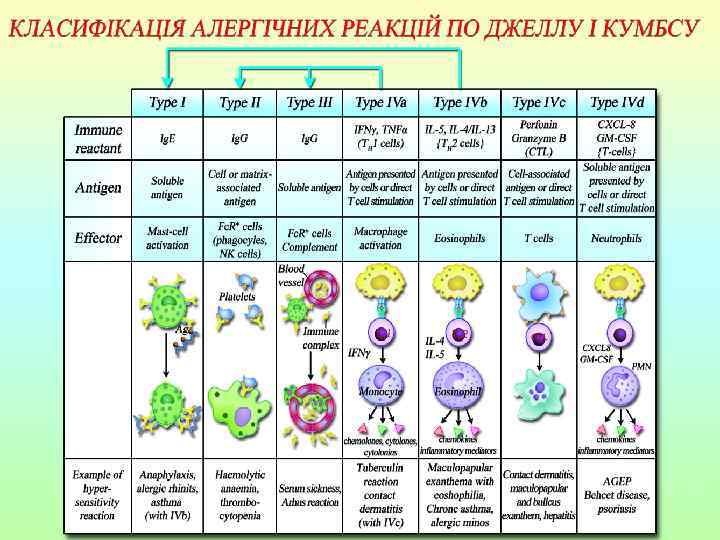 Типи реакцій гіперчутливості 