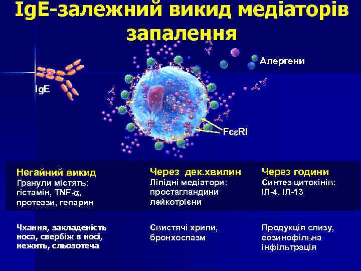 Ig. E-залежний викид медіаторів запалення Алергени Ig. E Fc RI Через дек. хвилин Через