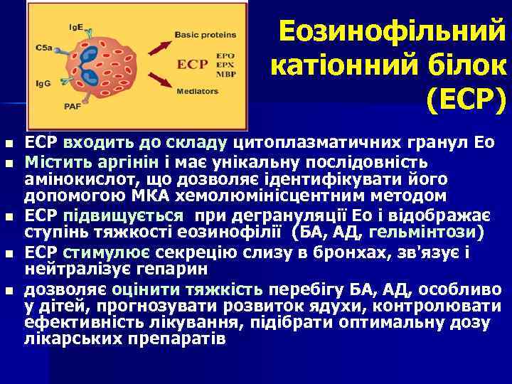 Еозинофільний катіонний білок (ЕCP) n n n ЕСР входить до складу цитоплазматичних гранул Ео