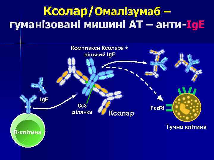 Ксолар/Омалізумаб – гуманізовані мишині АТ – анти-Ig. E Комплекси Ксолара + вільний Ig. E