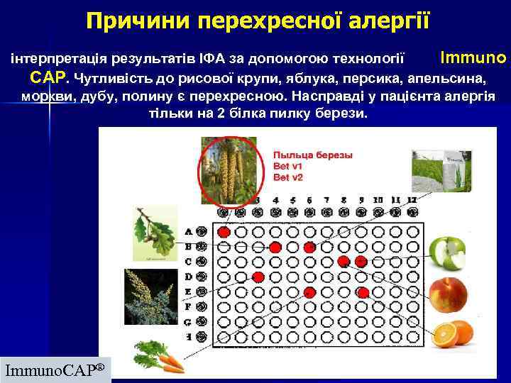 Причини перехресної алергії інтерпретація результатів ІФА за допомогою технології Immuno CAP. Чутливість до рисової