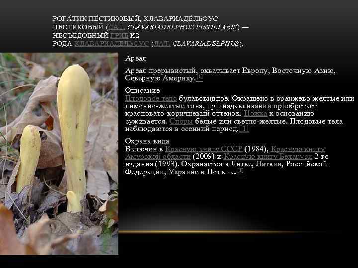 РОГА Т ИК ПЕ С ТИКОВЫЙ, КЛАВАРИАДЕ Л ЬФУС ПЕСТИКОВЫЙ (ЛАТ. CLAVARIADELPHUS PISTILLARIS) —