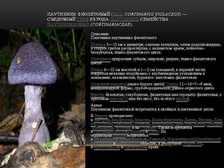 ПАУТИ Н НИК ФИОЛЕ Т ОВЫЙ (ЛАТ. CORTINARIUS VIOLACEUS) — СЪЕДОБНЫЙ ГРИБ ИЗ РОДА