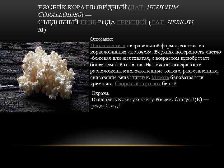 ЕЖОВИ К КОРАЛЛОВИ ДНЫЙ (ЛАТ. HERICIUM CORALLOIDES) — СЪЕДОБНЫЙ ГРИБ РОДА ГЕРИЦИЙ (ЛАТ. HERICIU