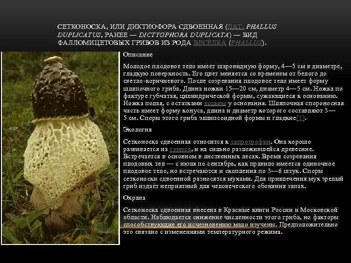 СЕТКОНОСКА, ИЛИ ДИКТИОФОРА СДВОЕННАЯ (ЛАТ. PHALLUS DUPLICATUS, РАНЕЕ — DICTYOPHORA DUPLICATA) — ВИД ФАЛЛОМИЦЕТОВЫХ