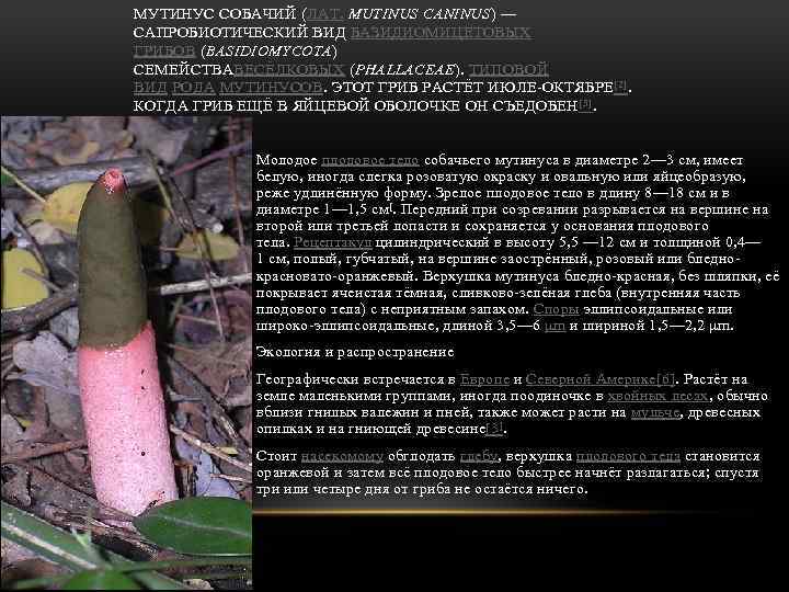 МУТИНУС СОБАЧИЙ (ЛАТ. MUTINUS CANINUS) — САПРОБИОТИЧЕСКИЙ ВИД БАЗИДИОМИЦЕТОВЫХ ГРИБОВ (BASIDIOMYCOTA) СЕМЕЙСТВАВЕСЁЛКОВЫХ (PHALLACEAE). ТИПОВОЙ