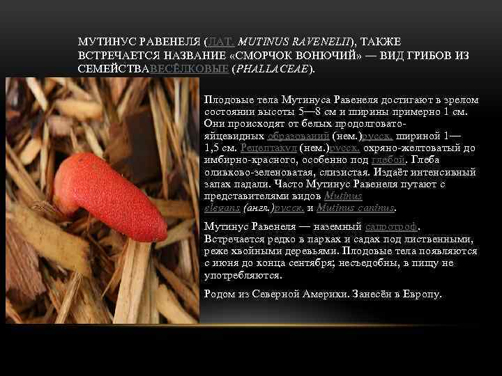МУТИНУС РАВЕНЕЛЯ (ЛАТ. MUTINUS RAVENELII), ТАКЖЕ ВСТРЕЧАЕТСЯ НАЗВАНИЕ «СМОРЧОК ВОНЮЧИЙ» — ВИД ГРИБОВ ИЗ