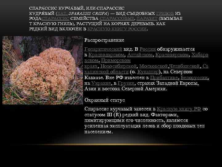 СПАРА С СИС КУРЧА В ЫЙ, ИЛИ СПАРАССИС КУДРЯ В ЫЙ (ЛАТ. SPARASSIS CRISPA)