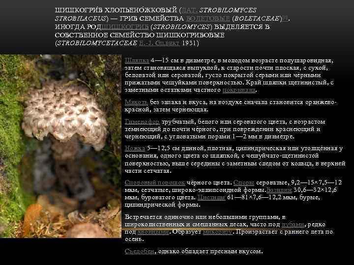 ШИШКОГРИ Б ХЛОПЬЕНО Ж КОВЫЙ (ЛАТ. STROBILOMYCES STROBILACEUS) — ГРИБ СЕМЕЙСТВА БОЛЕТОВЫЕ (BOLETACEAE) [1].