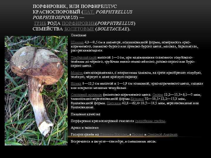 ПОРФИРОВИК, ИЛИ ПОРФИРЕЛЛУС КРАСНОСПОРОВЫЙ (ЛАТ. PORPHYRELLUS PORPHYROSPORUS) — ГРИБ РОДА ПОРФИРОВИК(PORPHYRELLUS) СЕМЕЙСТВА БОЛЕТОВЫЕ (BOLETACEAE).