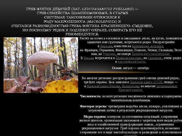 ГРИБ-ЗО Н ТИК ДЕ В ИЧИЙ (ЛАТ. LEUCOAGARICUS PUELLARIS) — ГРИБ СЕМЕЙСТВА ШАМПИНЬОНОВЫХ. В