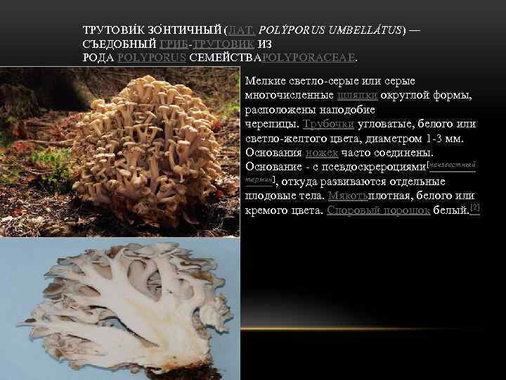 ТРУТОВИ К ЗО Н ТИЧНЫЙ (ЛАТ. POLÝPORUS UMBELLÁTUS) — СЪЕДОБНЫЙ ГРИБ-ТРУТОВИК ИЗ РОДА POLYPORUS