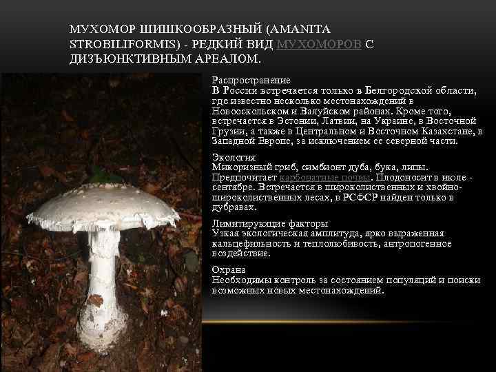 МУХОМОР ШИШКООБРАЗНЫЙ (AMANITA STROBILIFORMIS) - РЕДКИЙ ВИД МУХОМОРОВ С ДИЗЪЮНКТИВНЫМ АРЕАЛОМ. Распространение В России